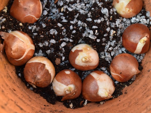 Tulip Bulbs planted in potting soil that includes chicken grit for extra drainage