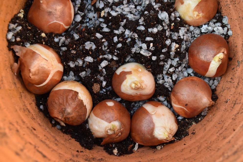 Tulip Bulbs planted in potting soil that includes chicken grit for extra drainage