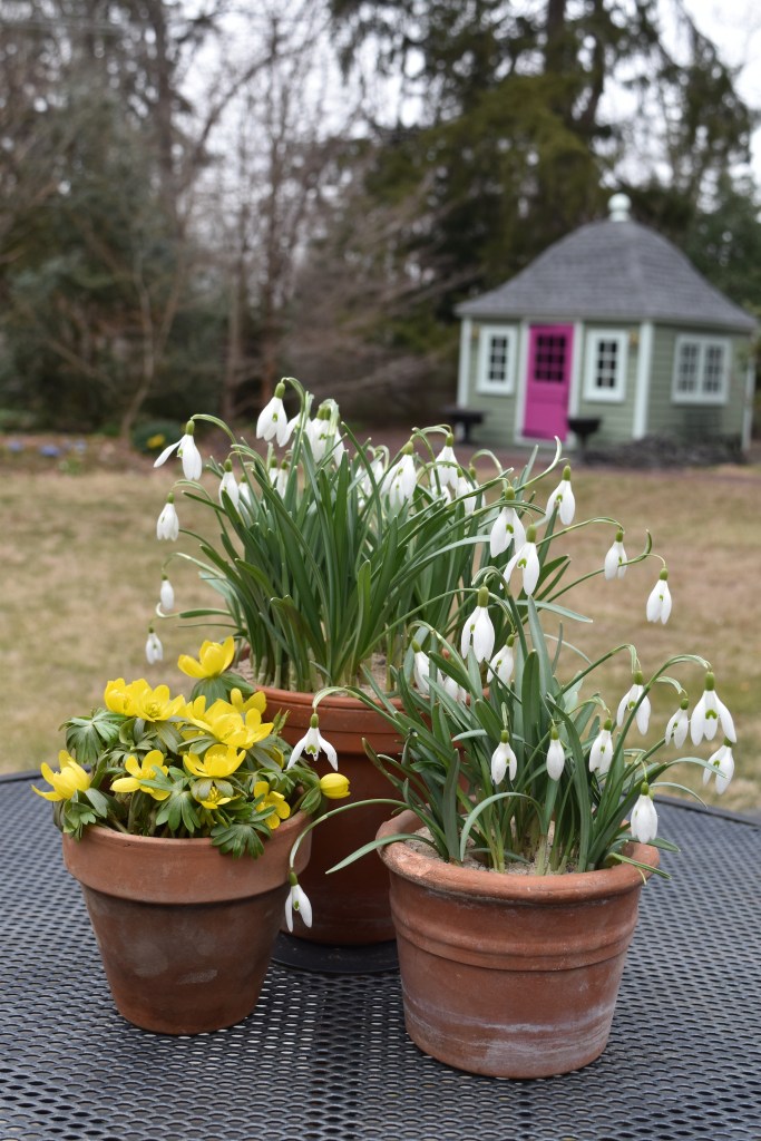 Chicken Grit is useful not only for chickens it is great for helping to increase drainage in potting soil for gardens