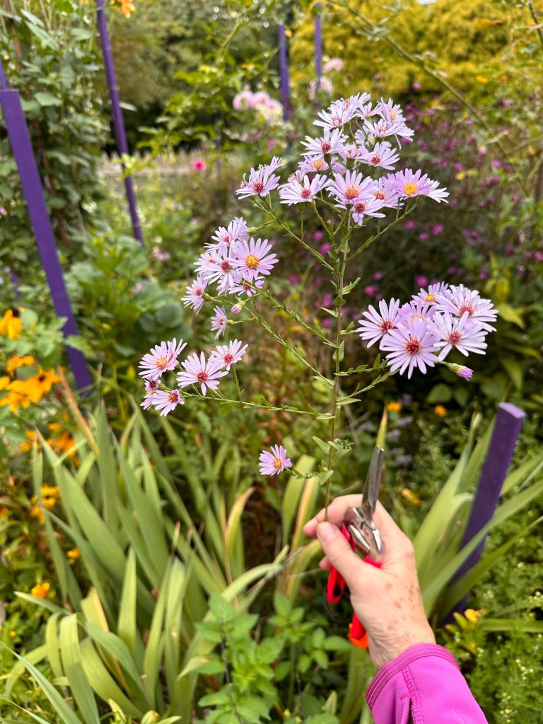 Aster tatarticus