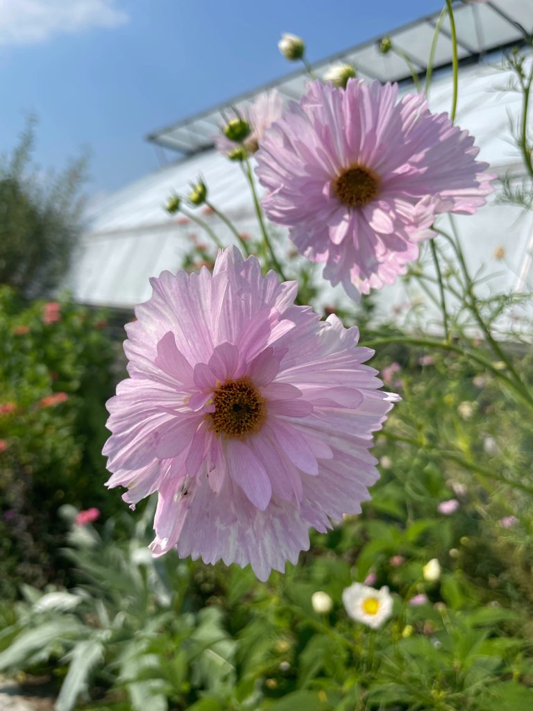 Cosmos flower - light pink at Wave Hill Public Garden in the bronx