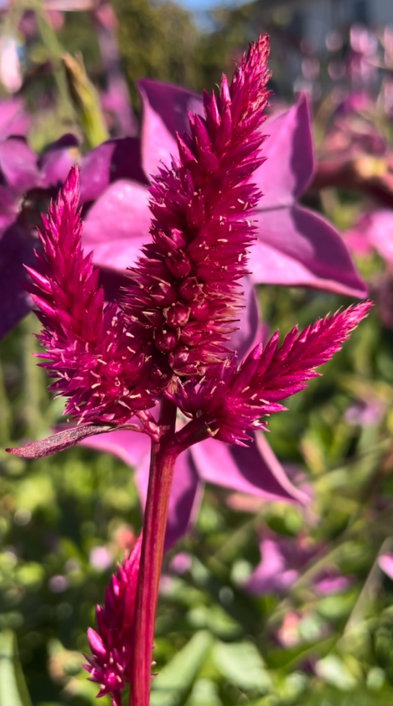 Dark leaved and deark flowered upright celosia