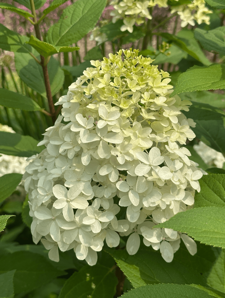 Hydrangea flower large and cream colored