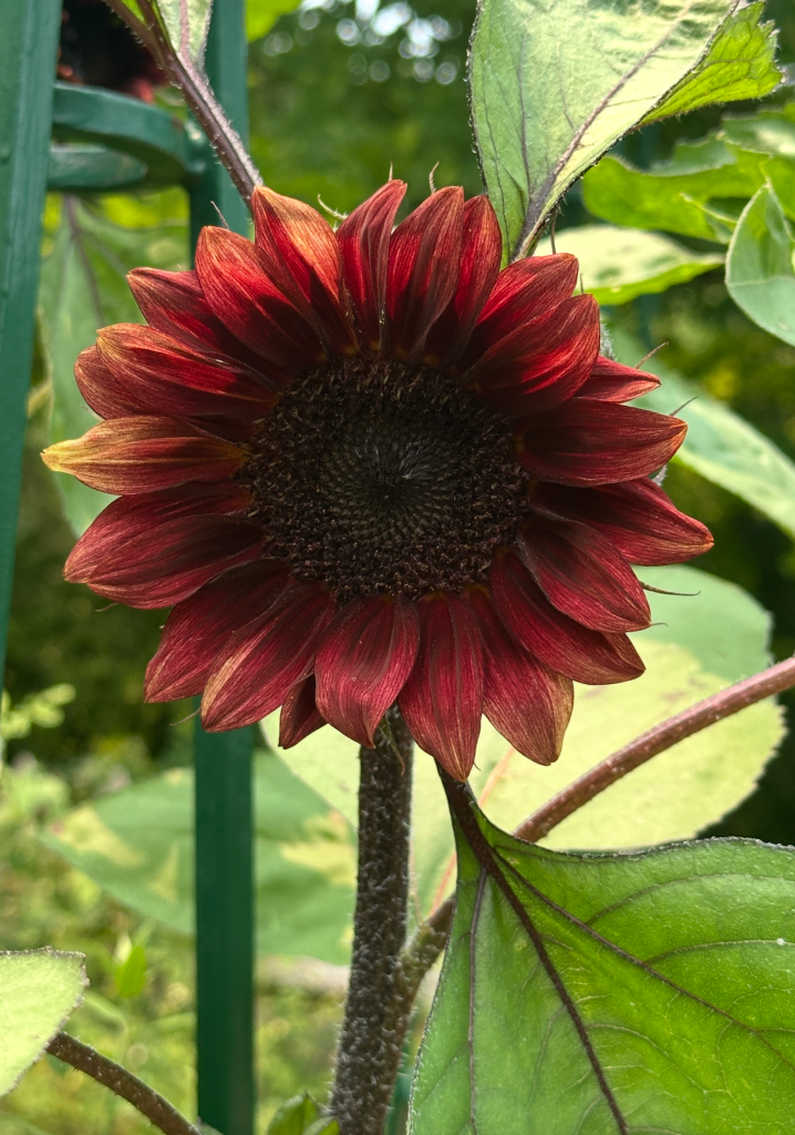 Dark colored sunflower