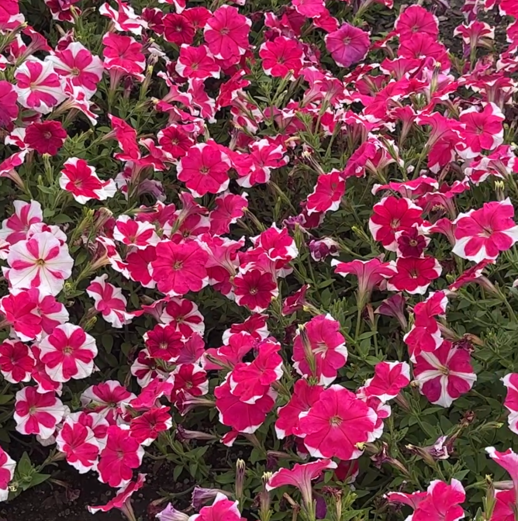 Petunia Rosy Hearts in pink and white