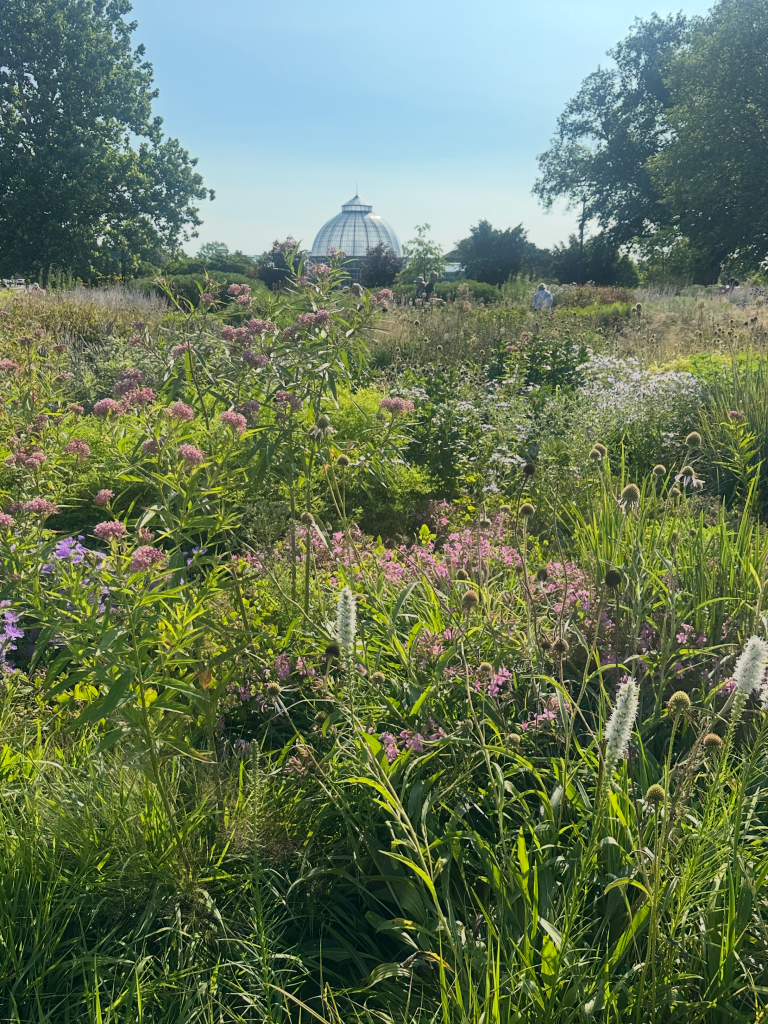 Piet Oudolf Gardens Belle Isle Detroit Michigan with their naturalistic plantings with blocks of perennials