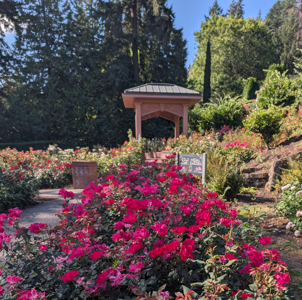 View across the terraces at the Portland Rose Test Garden with red roses in front and pavilion at the back.