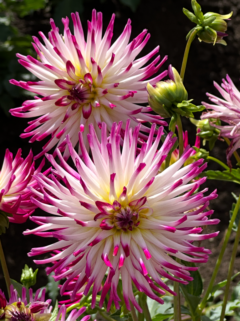 Tanjoh Yellow towards the middle and white curled petals tipped with fuchsia/magenta Dahlia at Swan Island Dahlias in Canby Oregon