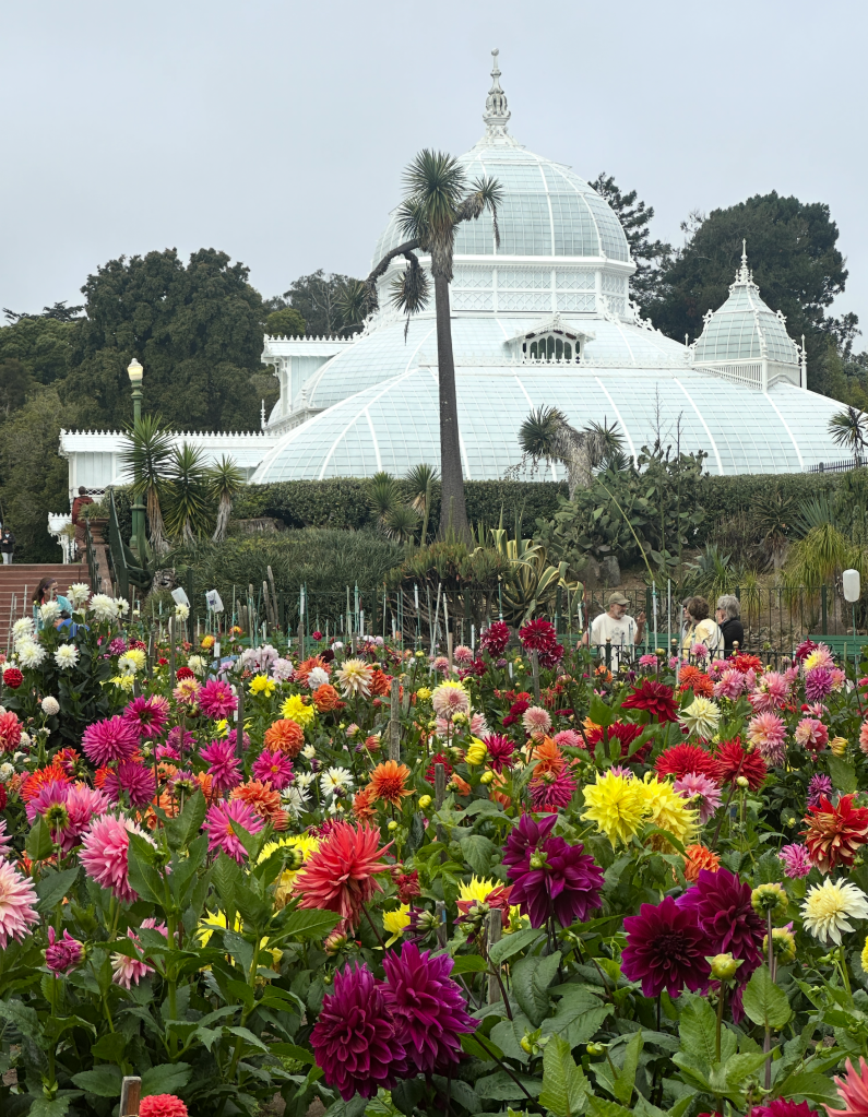 Dahlia Dell, a colorful display of all colors of dahlias and The Conservatory of Flowers in the background a display greenhouse in Golden Gate Park