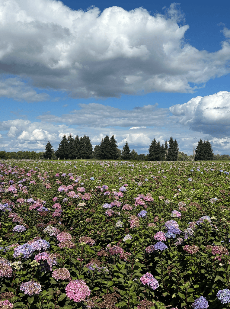 A field of blue-pink hydrangeas and a lovely blue sky with puffy white clouds. At Sauvie Island near Portland Oregon.