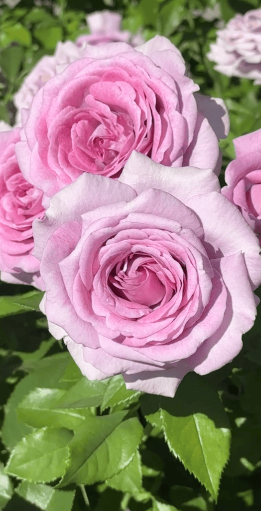 Violet's Pride Rose - lavender lilac in color. It won the 2026 Portland Rose Garden's award for best fragrance