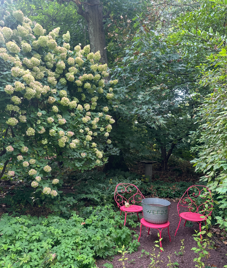 Hydrangea Limelight - huge with two reddishe chairs and a table