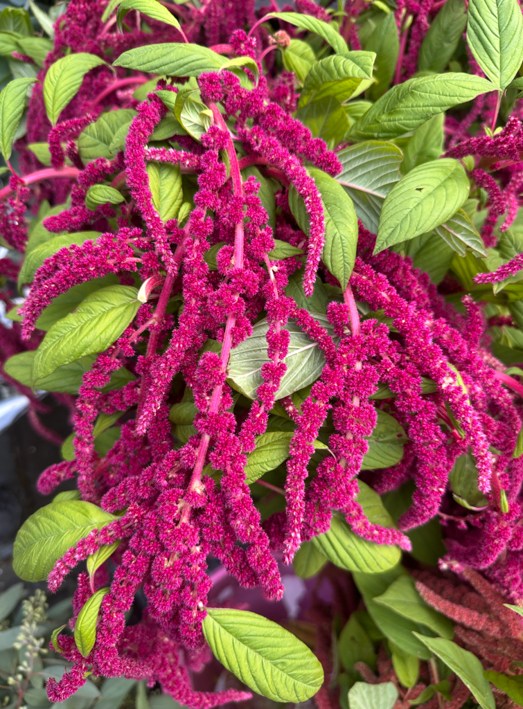 Amaranthus caudatus Red